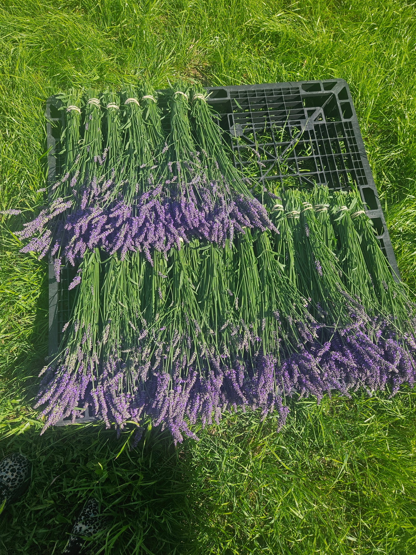 Dried Phenomenal Lavender