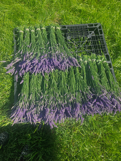 Dried Phenomenal Lavender